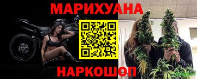 сатива Новозыбков